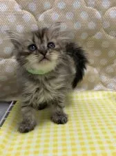 ペルシャ(チンチラ)【鳥取県・男の子・2018年2月27日・チンチラゴールデン】の写真1