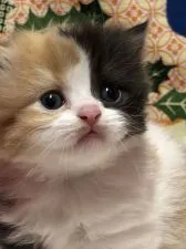 ミヌエット【鳥取県・女の子・2020年1月13日・キャリコ】の写真1