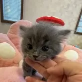 ブリティッシュロングヘア【鳥取県・男の子・2024年8月22日・ブルー】の写真1