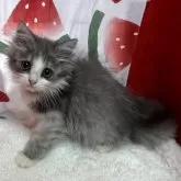 ミヌエット(長足)【鳥取県・女の子・2024年5月22日・ブルーホワイト】の写真1