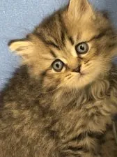 ペルシャ(チンチラ)【鳥取県・男の子・2019年5月8日・チンチラゴールデン】の写真3