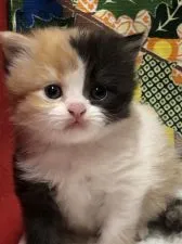 ミヌエット【鳥取県・女の子・2020年1月13日・キャリコ】の写真4