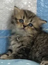 ペルシャ(チンチラ)【鳥取県・男の子・2019年5月8日・チンチラゴールデン】の写真5