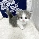 ミヌエット(長足)【鳥取県・男の子・2025年5月5日・ブルーホワイト】の写真10