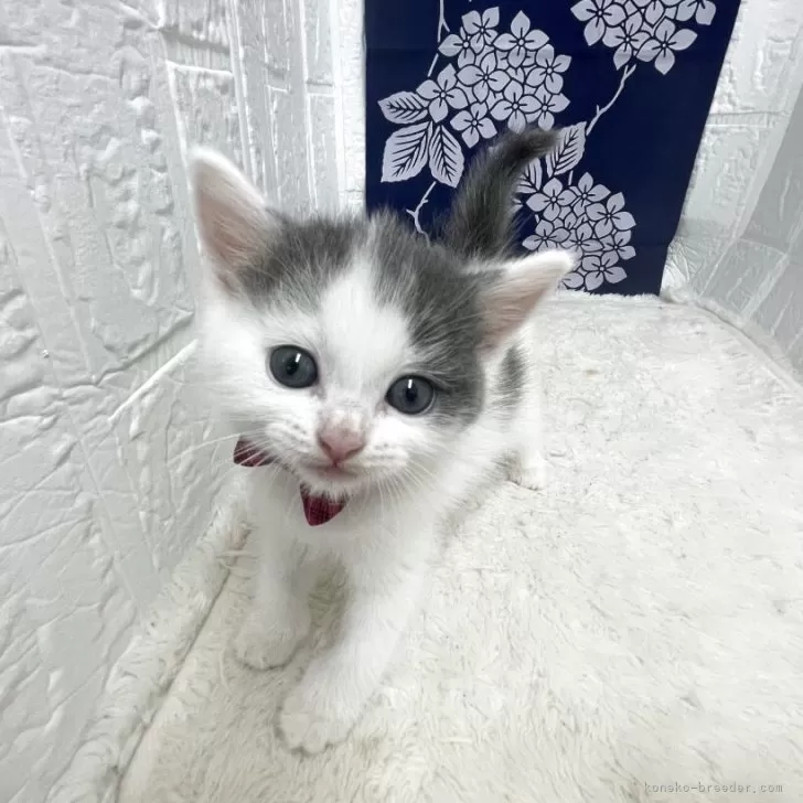 ブリティッシュショートヘア【鳥取県・女の子・2025年5月3日・ブルーホワイト】の写真1