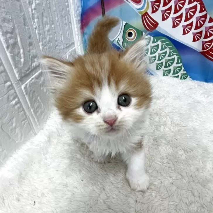 ID：2505-03485の子猫