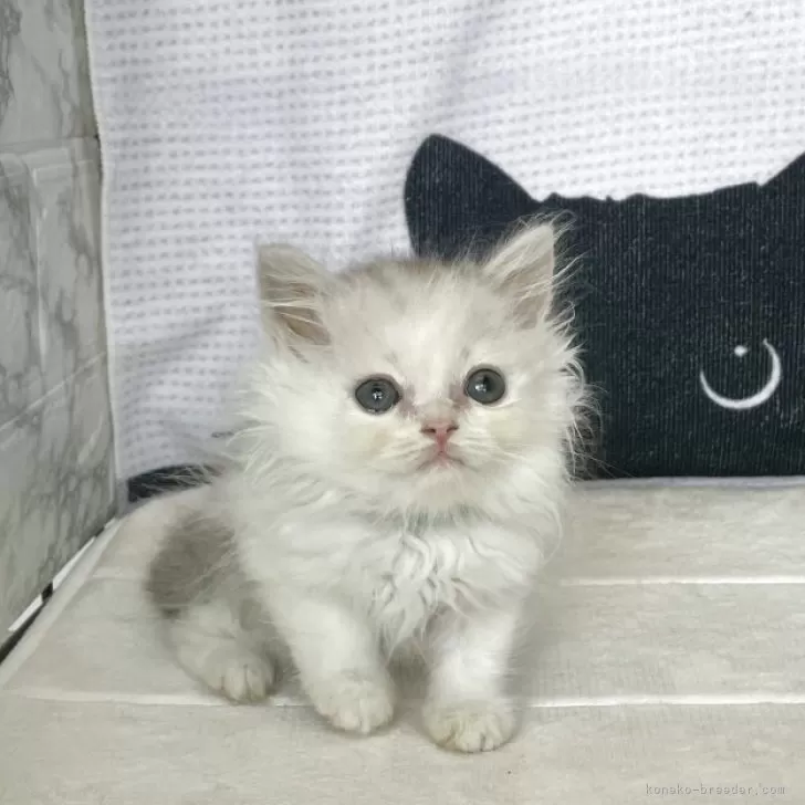 ミヌエット(長足)【鳥取県・男の子・2025年6月1日・シルバーホワイト】の写真1