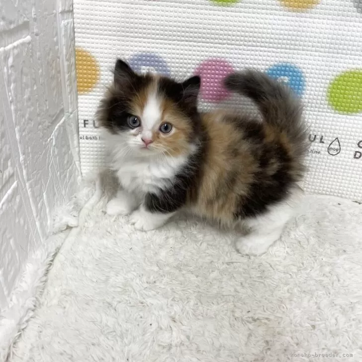 ミヌエット(短足)【鳥取県・女の子・2025年10月26日・キャリコ】の写真1