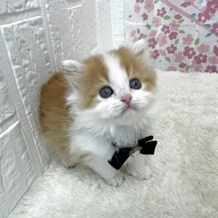 ID：2504-02961の子猫