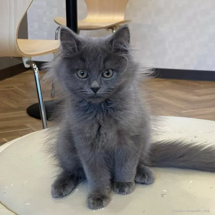 ID:2410-02748の子猫