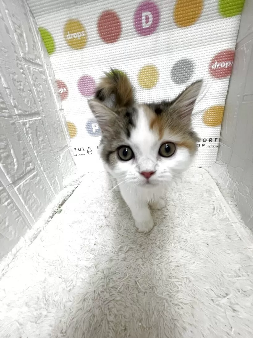 ID：2509-00661の子猫