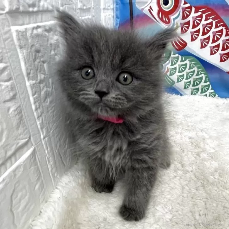 S.F 様のお迎えした子猫