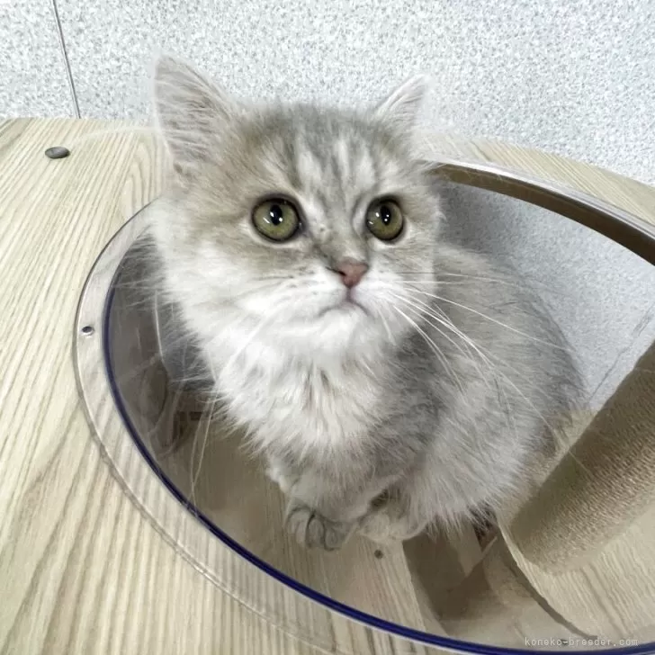 ペルシャ(チンチラ)【鳥取県・男の子・2025年6月15日・ブルーチンチラゴールデン】の写真1