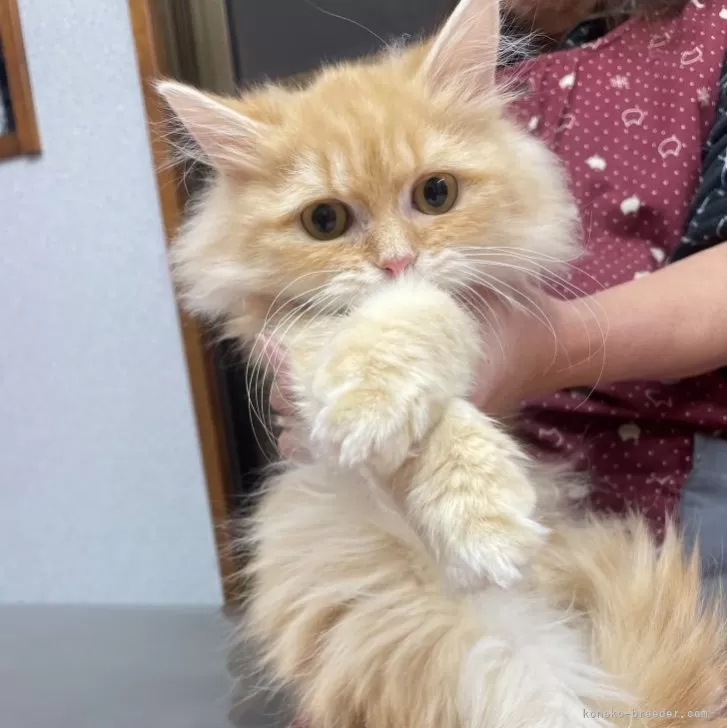 ID:2408-00251の子猫
