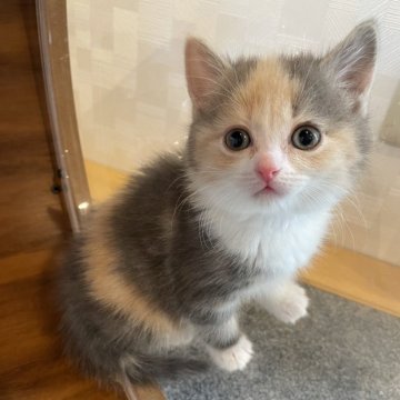 マンチカン(長足)【鳥取県・女の子・2025年2月24日・ダイリュートキャリコ（ショート）】の写真「こぼれ落ちそうな大きなお目々」