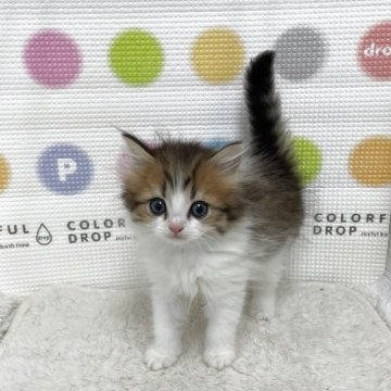 ミヌエット(長足)【鳥取県・男の子・2025年10月26日・ブラウンタビーホワイト（ロング）】の写真「こぼれ落ちそうな大きなお目め」