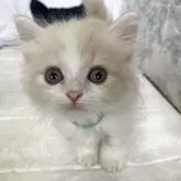 ミヌエット(短足)