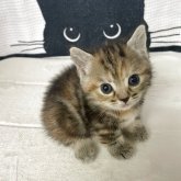マンチカン(短足)