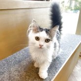 ミヌエット(短足)