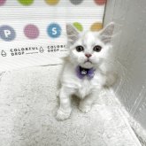 ミヌエット(短足)