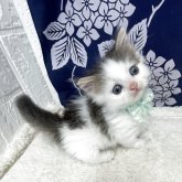 ミヌエット(短足)