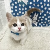 マンチカン(短足)
