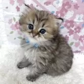 ペルシャ(チンチラ)