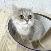 ペルシャ(チンチラ)