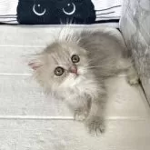 ペルシャ(チンチラ)