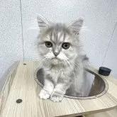 ペルシャ(チンチラ)【鳥取県・男の子・2025年6月15日・ブルーチンチラゴールデン】の写真2