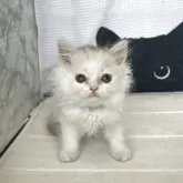 ミヌエット(長足)【鳥取県・男の子・2025年6月1日・シルバーホワイト】の写真2