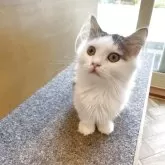 ミヌエット(短足)【鳥取県・男の子・2025年5月14日・ブラウンホワイト】の写真2