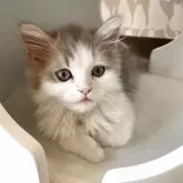 ミヌエット(長足)【鳥取県・男の子・2025年5月5日・ブルーホワイト】の写真2