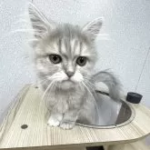 ペルシャ(チンチラ)【鳥取県・男の子・2025年6月15日・ブルーチンチラゴールデン】の写真4