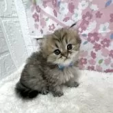 ミヌエット(長足)【鳥取県・男の子・2025年4月4日・チンチラゴールデン】の写真4