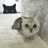 ミヌエット(短足)【鳥取県・女の子・2025年6月1日・シルバータビー】の写真4