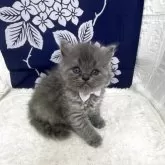 ブリティッシュロングヘア【鳥取県・女の子・2025年5月3日・ブルー】の写真5