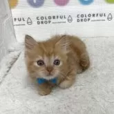 マンチカン(長足)【鳥取県・男の子・2025年6月26日・レッドタビー】の写真5