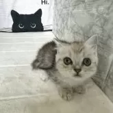 ミヌエット(短足)【鳥取県・女の子・2025年6月1日・シルバータビー】の写真5