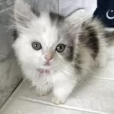 ミヌエット(短足)【鳥取県・女の子・2025年7月17日・シルパッチドタビーホワイト】の写真5