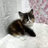 マンチカン(短足)【鳥取県・女の子・2025年3月5日・キャリコ】の写真6