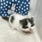 ブリティッシュロングヘア【鳥取県・女の子・2025年5月22日・ブルーホワイト】の写真6