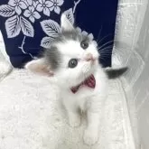 ブリティッシュショートヘア【鳥取県・女の子・2025年5月3日・ブルーホワイト】の写真6