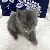 ブリティッシュロングヘア【鳥取県・女の子・2025年5月3日・ブルー】の写真7