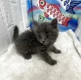 ブリティッシュロングヘア【鳥取県・男の子・2025年3月28日・ブルー】の写真7