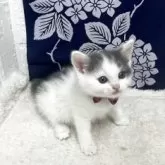 ブリティッシュショートヘア【鳥取県・女の子・2025年5月3日・ブルーホワイト】の写真8