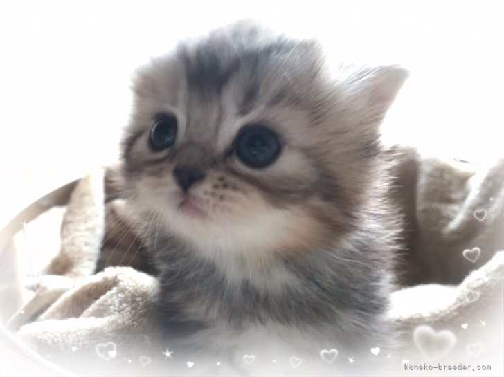 田島みゆきブリーダーのブログ：立ち耳になりました