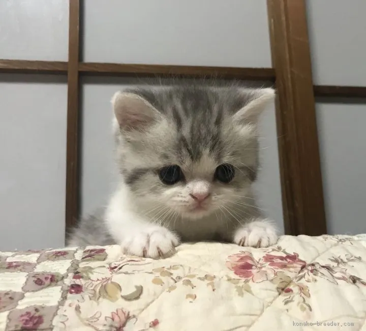 ID:1907-00006の子猫