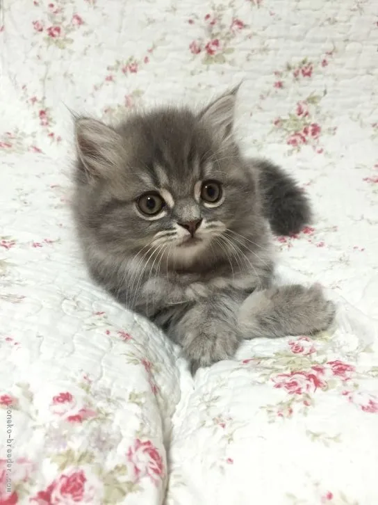 ID：1608-00097の子猫