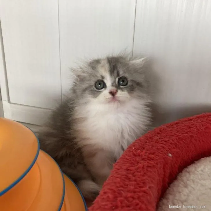 ID:2208-02686の子猫